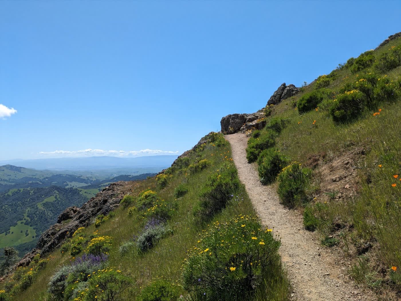 Narrow trail on Mount Diablo lined with spring wildflowers